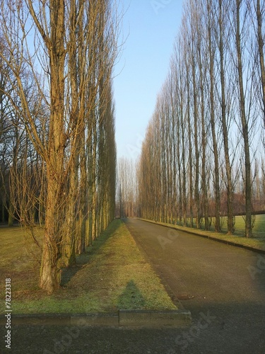 Baumreihe ohne Blätter