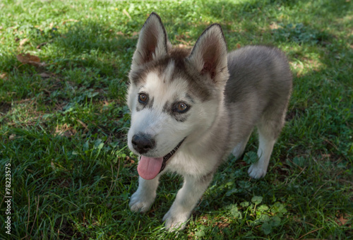 Husky puppy