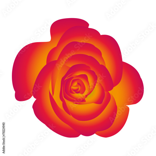 Single flower of yellow red rose. Vector.