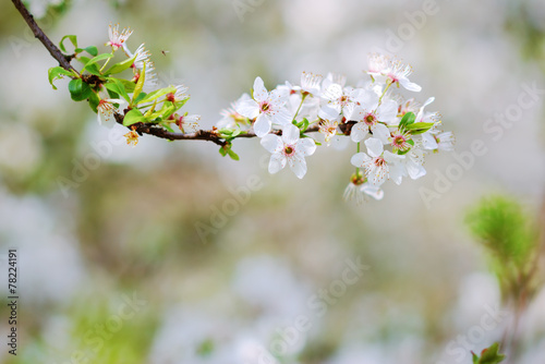 White blossoms of an apple tree in spring
