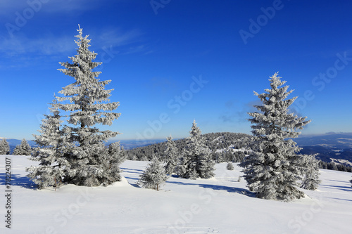 pines in winter mountains © Pavlo Klymenko