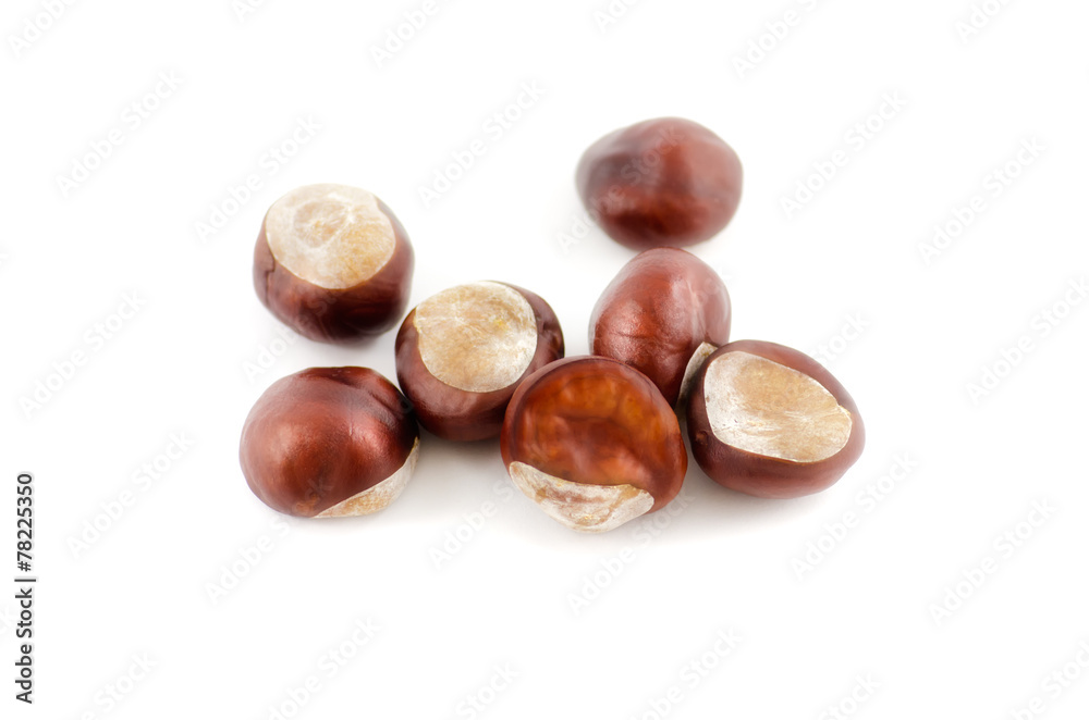 Frucht bzw. Samen der Gewöhnlichen Rosskastanie Frucht bzw. Samen der Gewöhnlichen Rosskastanie