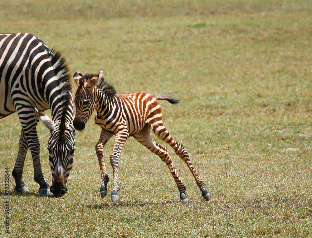 leaping small zebra