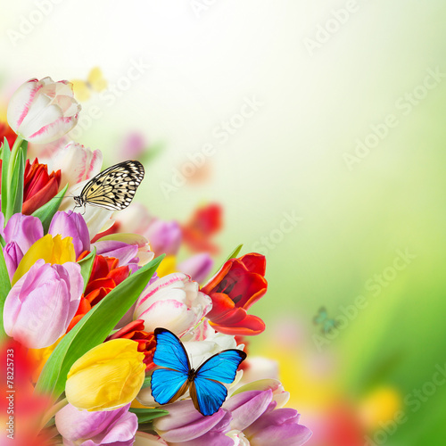 Fototapeta Naklejka Na Ścianę i Meble -  tulips over blurred green background