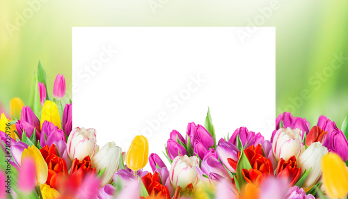 Fototapeta Naklejka Na Ścianę i Meble -  tulips over blurred green background