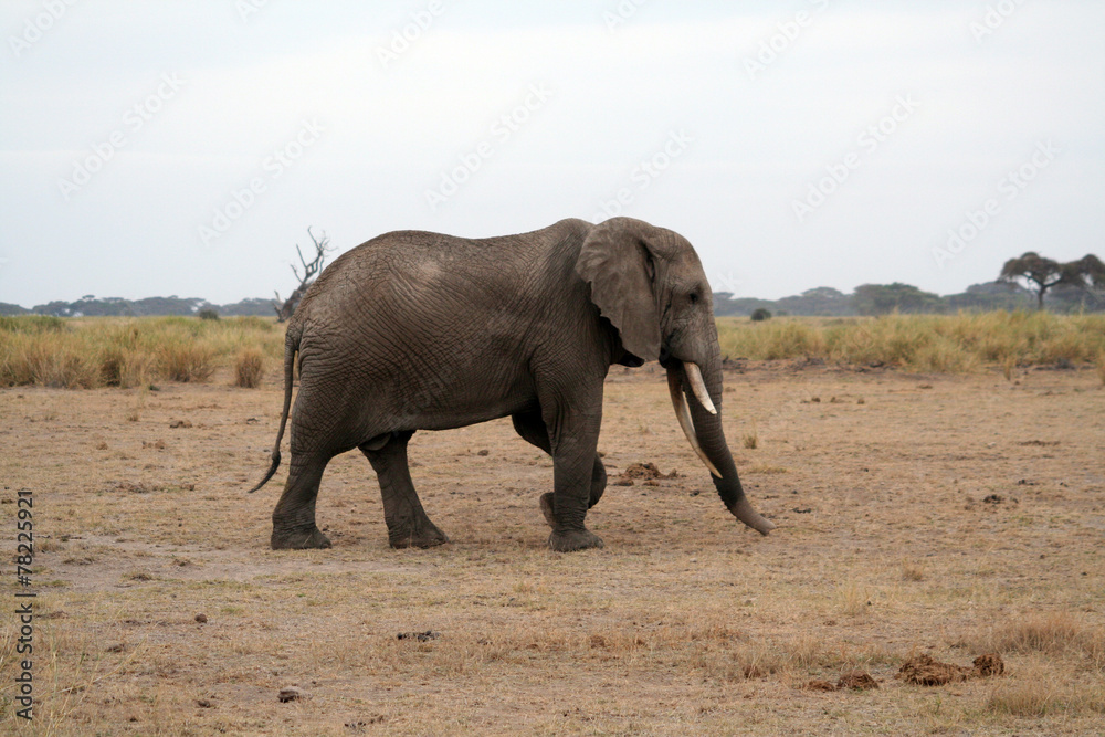 Fototapeta premium Elephant kenyan de profil