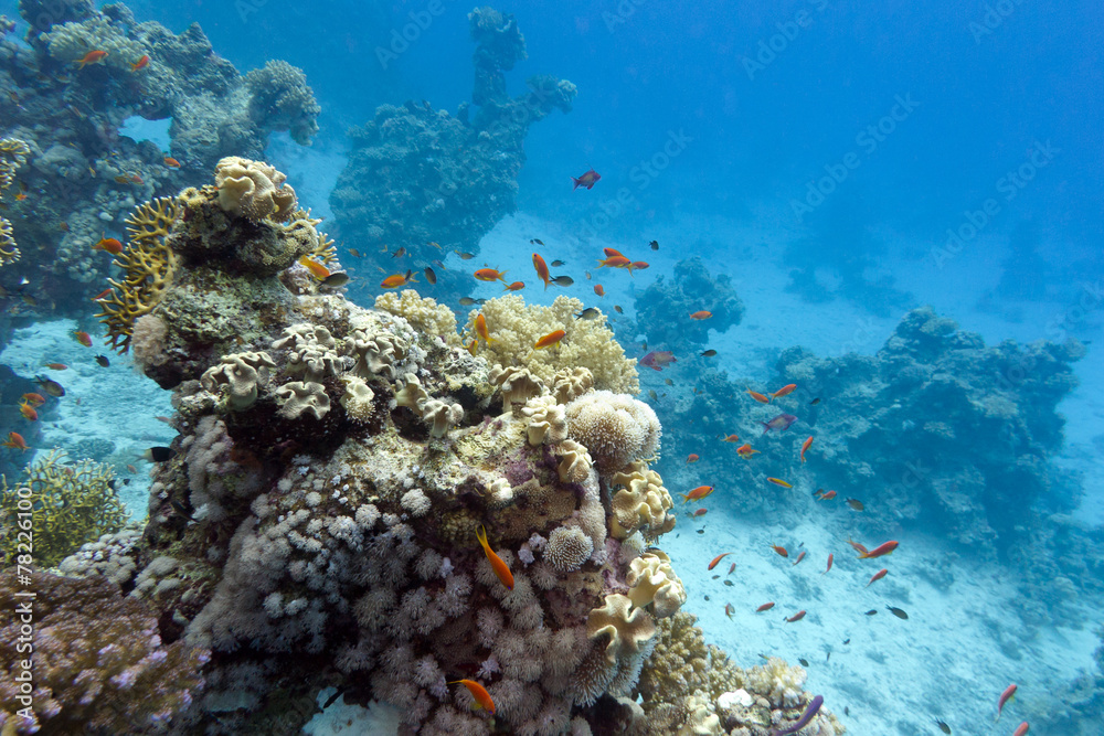 coral reef at the bottom of tropical sea coral reef at the bottom of tropical sea