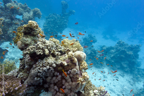 coral reef  at the bottom of tropical sea
