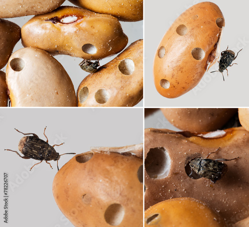Bean weevils with damaged beans. Aka seed-beetles or bean beetle photo