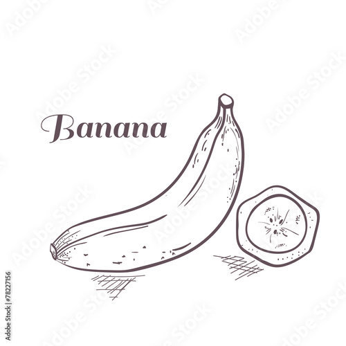 Vector illustration of engraved banana