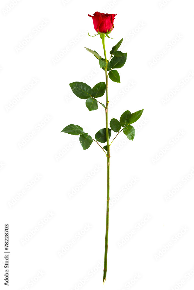 complete long stem vertical red rose complete long stem vertical red rose