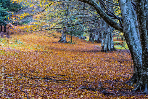 Foliage in Autumn on Pian delle Macinare, mount Cucco,  Apennine