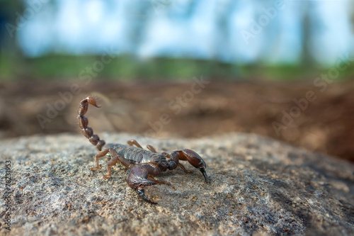 scorpion