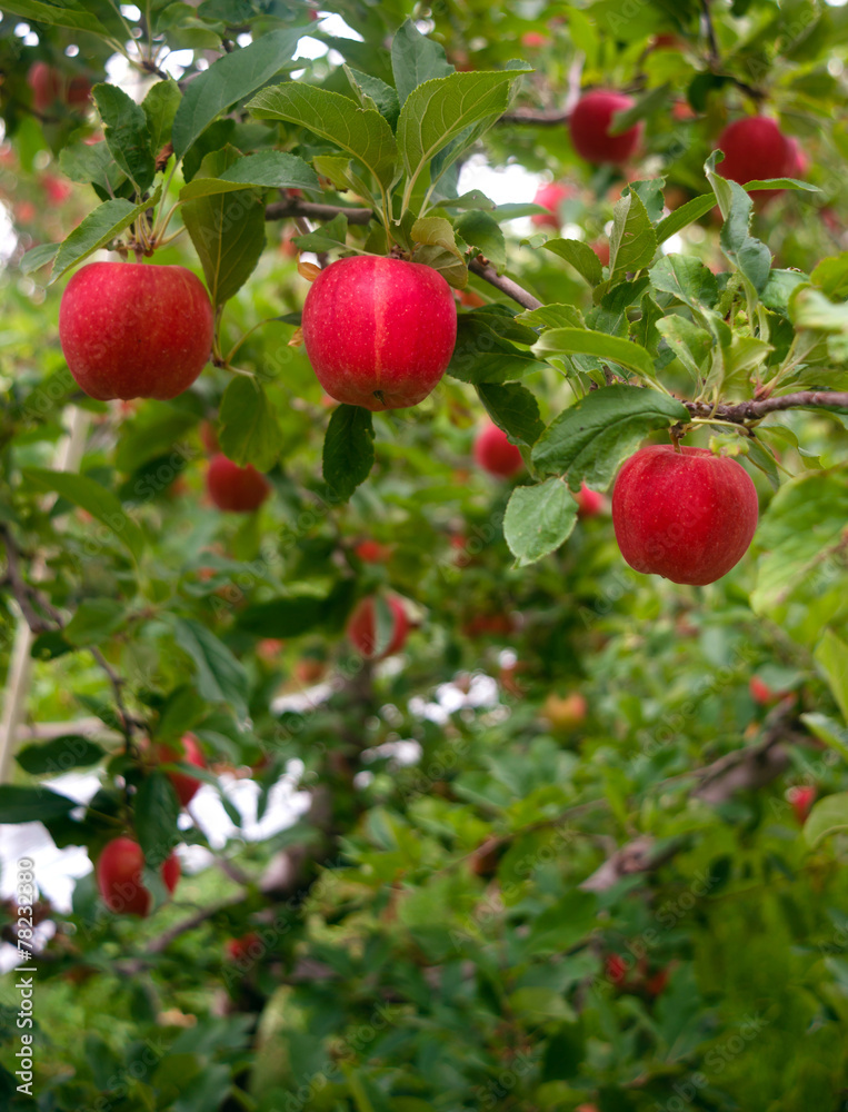 Vertical composition industrial apple orchard fruit trees Vertical composition industrial apple orchard fruit trees