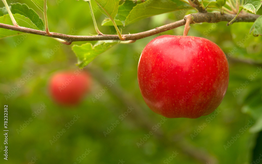 An Apple Orchard Yields Fresh Fruit Washington State An Apple Orchard Yields Fresh Fruit Washington State