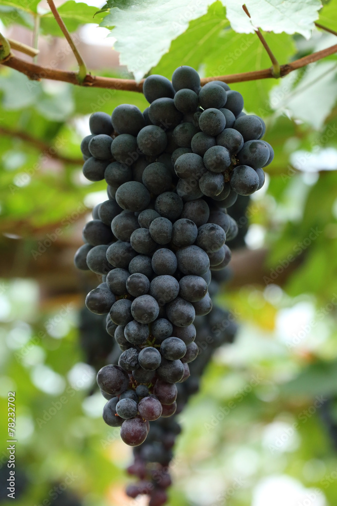 grapes fruit in farm viticulture of agricultural