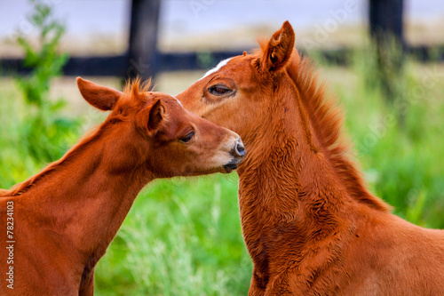 Two colts