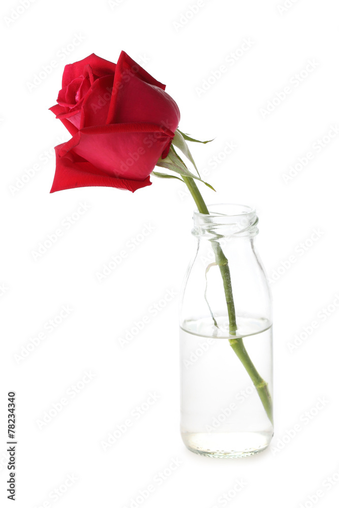 Fototapeta premium red rose flower in glass vase isolated on white background