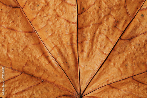 close-up texture of yellow maple leaf