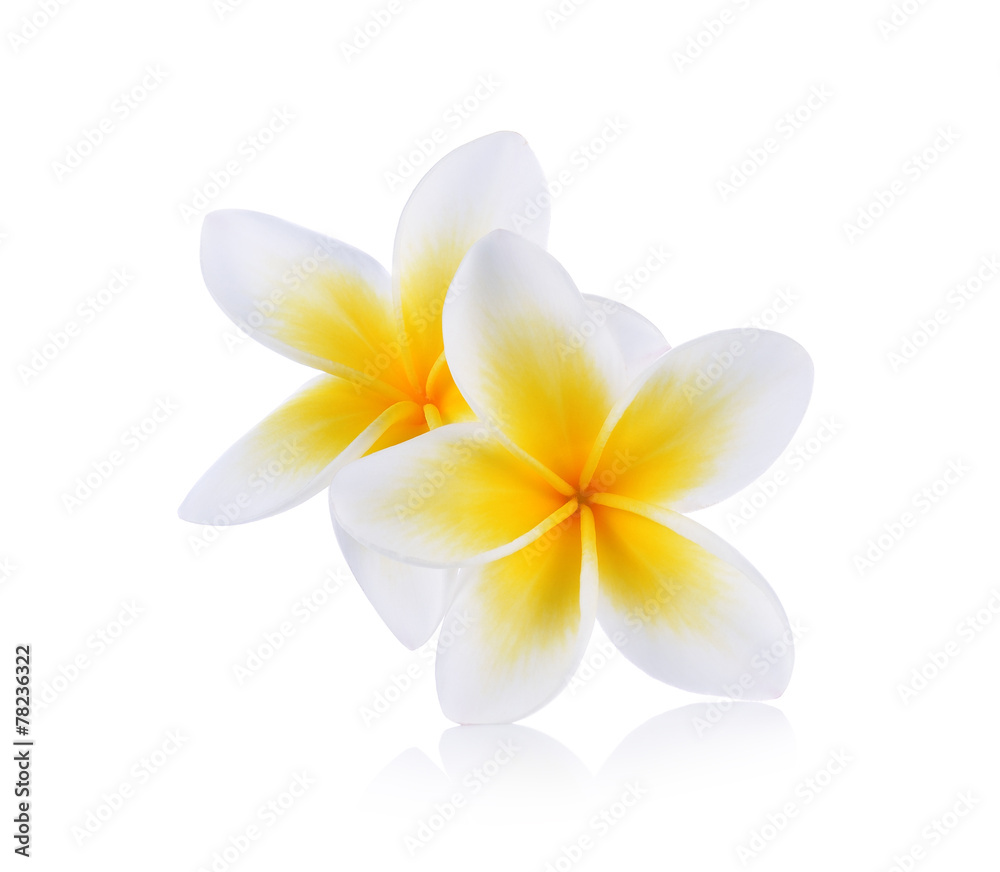 Tropical flowers frangipani (plumeria) isolated on white backgro