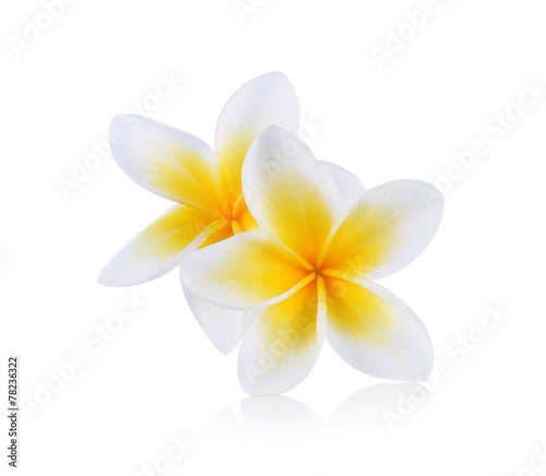 Tropical flowers frangipani (plumeria) isolated on white backgro