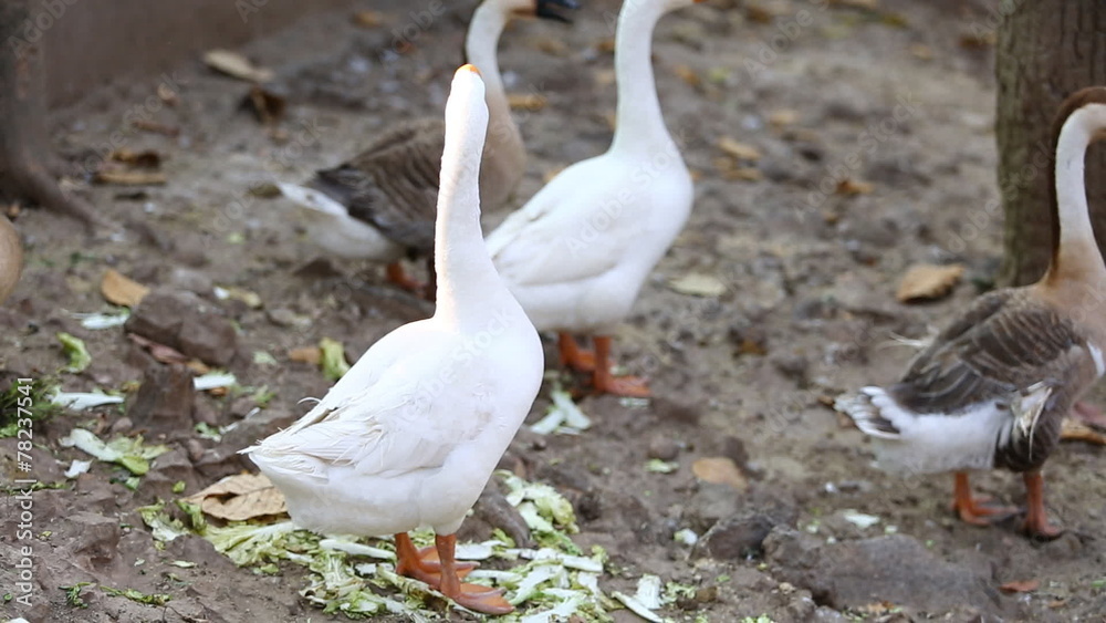 goose goose