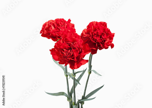 Flower. Red carnations bouquet