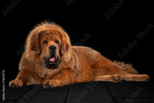 Dog. Tibetan mastiff on black background