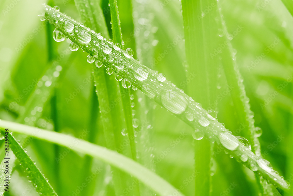 Naklejka premium Zielona trawa