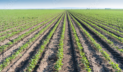 Soybean field rows