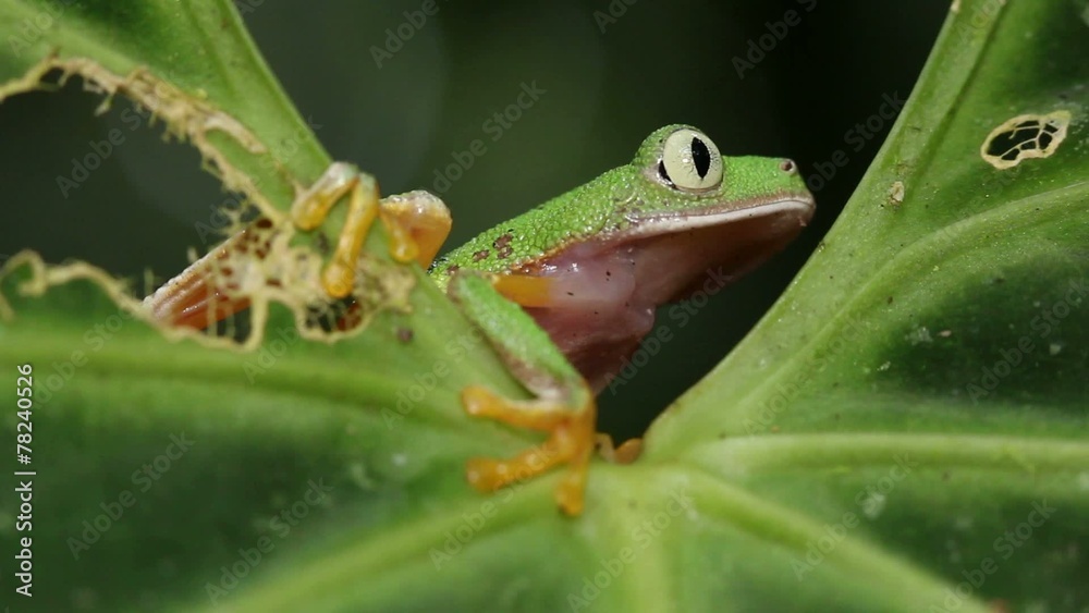 Leaf Frog (Agalychnis hulli) in rainforest, Ecuador Leaf Frog (Agalychnis hulli) in rainforest, Ecuador