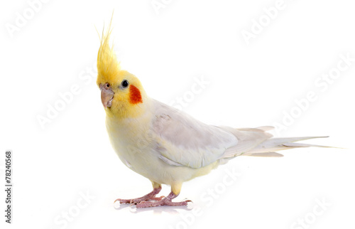 Cockatiel photo