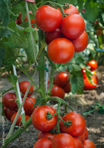 Growth tomato
