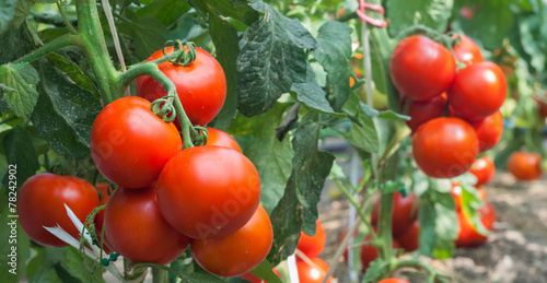 Vászonkép Growth tomato