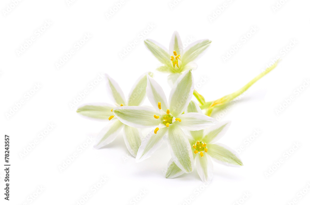 blossom
