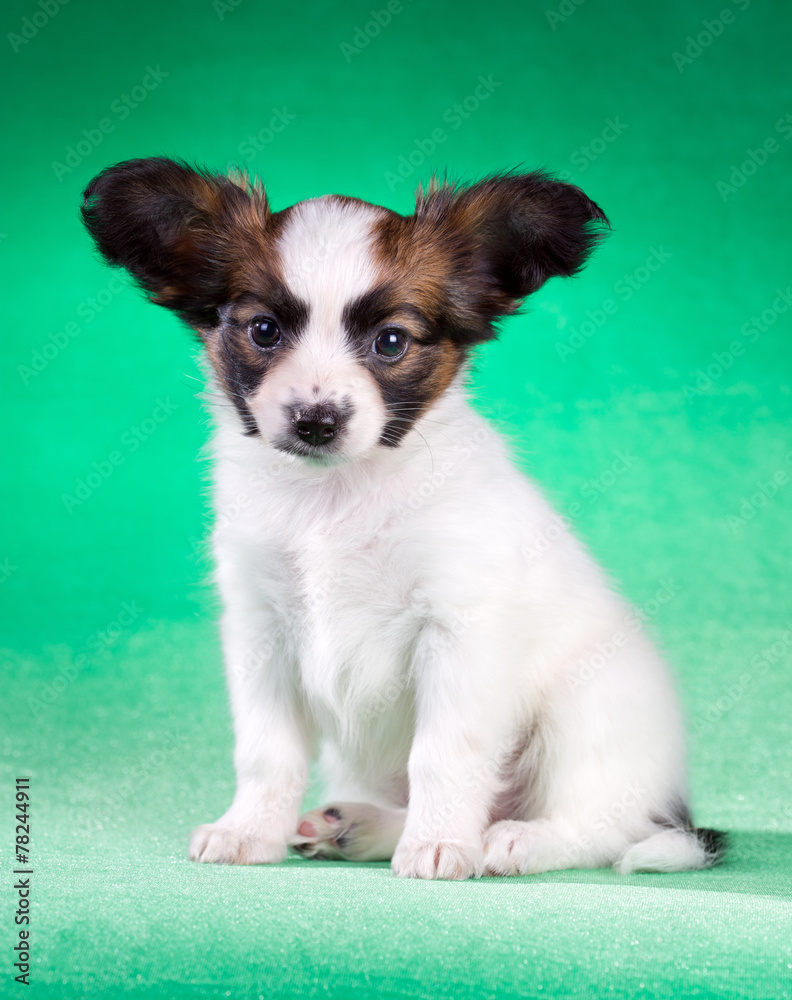 Papillon puppy on a green background