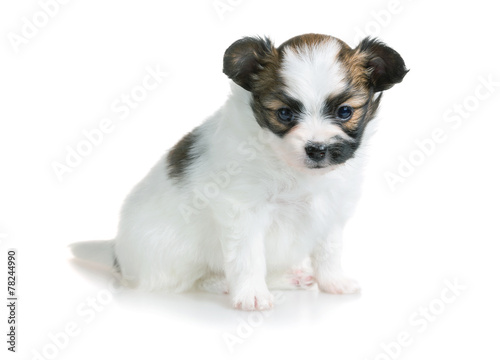 Cute puppy of breed papillon