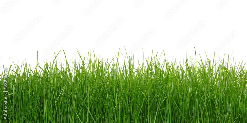 Fototapeta Green grass on white background