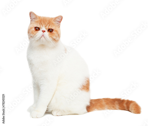 Fotografia Cute cat