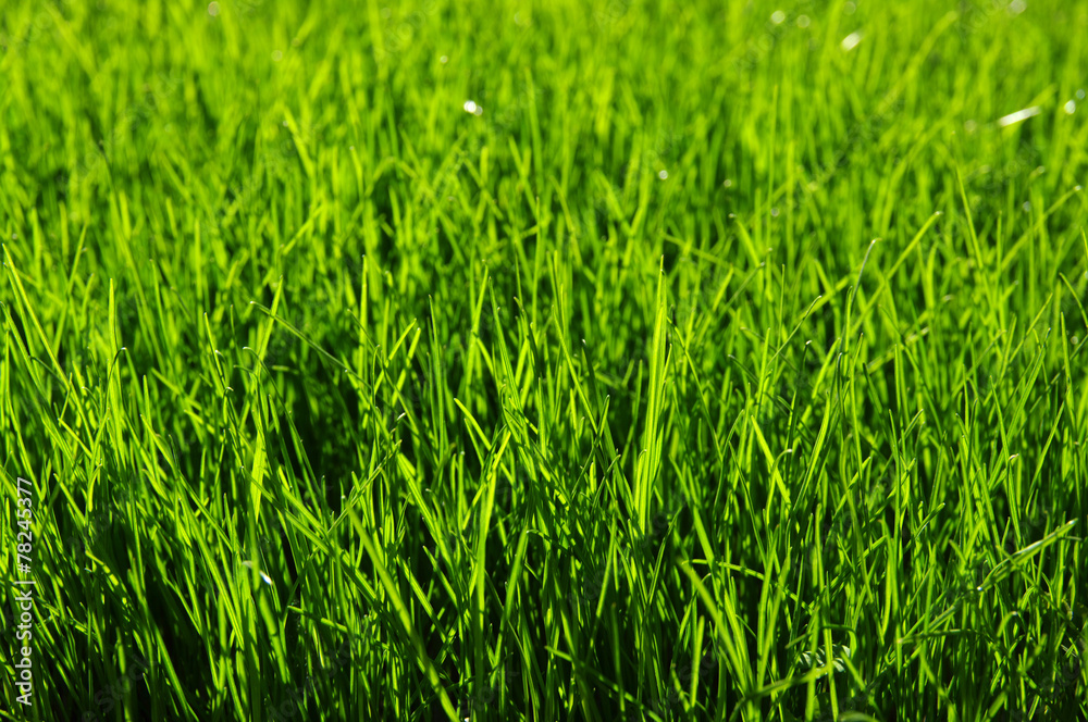 grass background grass background