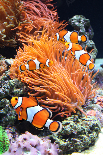 Sea anemone and clown fish #78245388