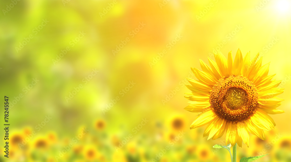 Obraz premium Sunflowers