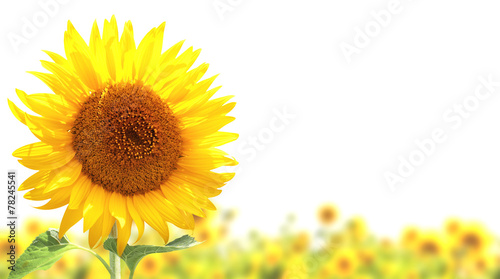 Fototapeta Naklejka Na Ścianę i Meble -  Sunflowers