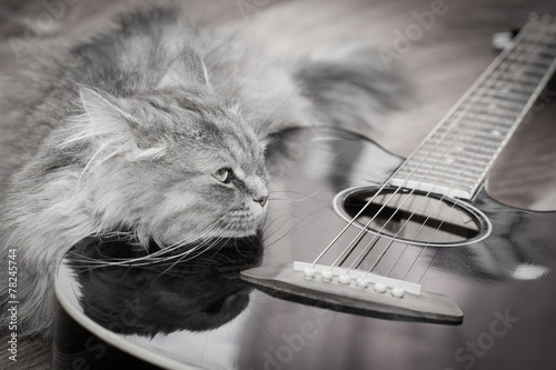 Cat with guitar