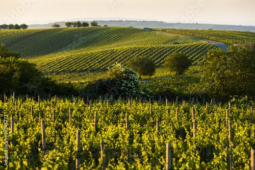 view of vineyards from near Velke Bilovice, Czech Republic