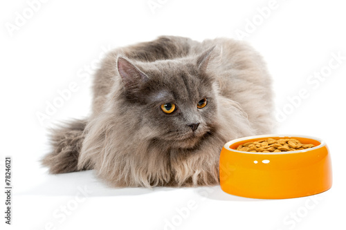 Foto Persian cat sitting near the bowl of dry food