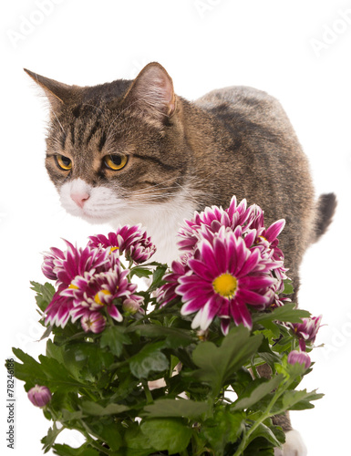Grey cat and a bouquet of chrysanthemums