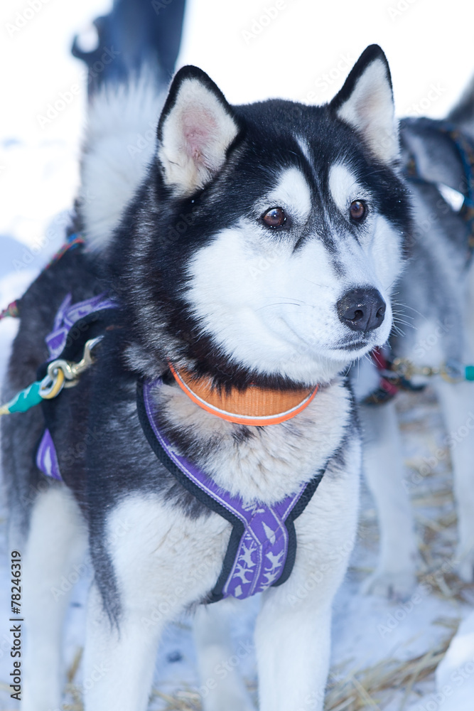 Husky dog used in sled on leash