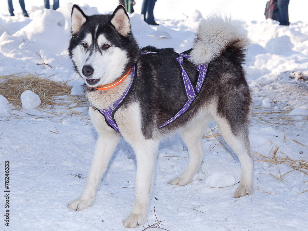 Husky dog used in sled on leash Husky dog used in sled on leash
