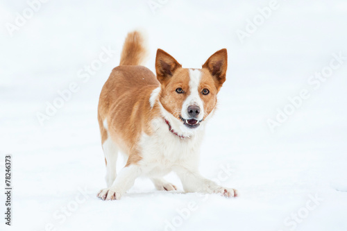 Funny dog playing in winter